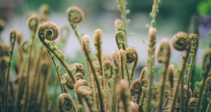 lots of young koru ferns unfurling